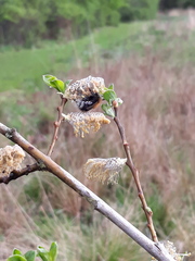 Bombus
