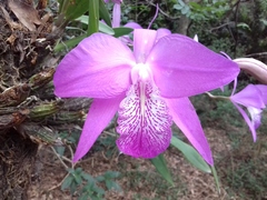 Laelia speciosa
