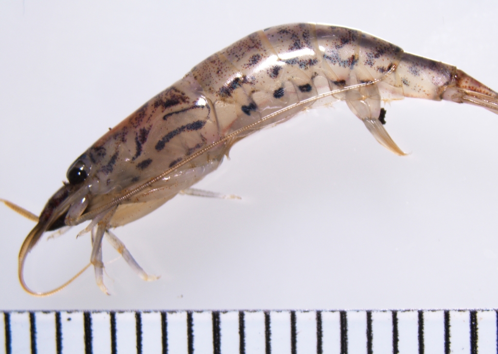 Atyoida tahitensis