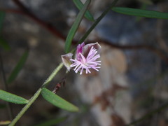 Polygala rupestris
