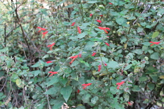 Salvia gesneriiflora