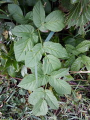 Aegopodium podagraria