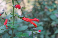 Salvia gesneriiflora
