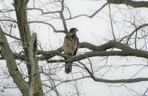 Bald Eagle photographed in Delaware