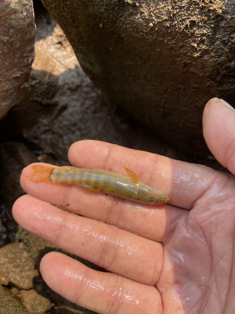 Schistura from 勐腊县, 西双版纳傣族自治州, 云南省, CN on April 5, 2024 at 1151 AM by