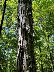 Shagbark Hickory (Carya ovata)