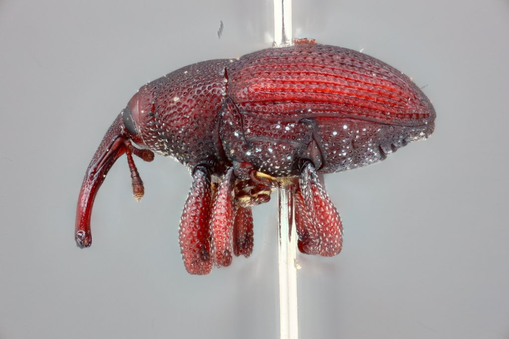Orchid weevil