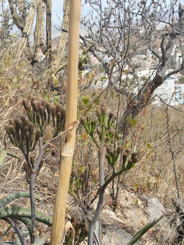 Image of Agave capensis by no rights reserved