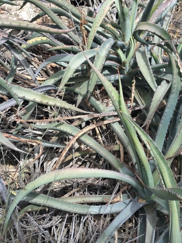 Image of Agave capensis by no rights reserved