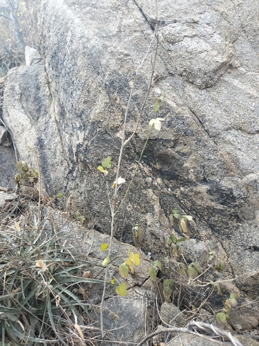 Image of Hibiscus ribifolius by no rights reserved