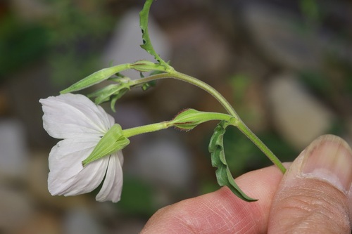 Image of Oenothera kunthiana by (c) Michelle W. （鍾偉瑋）, some rights reserved (CC BY)