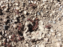 Pogonomyrmex occidentalis