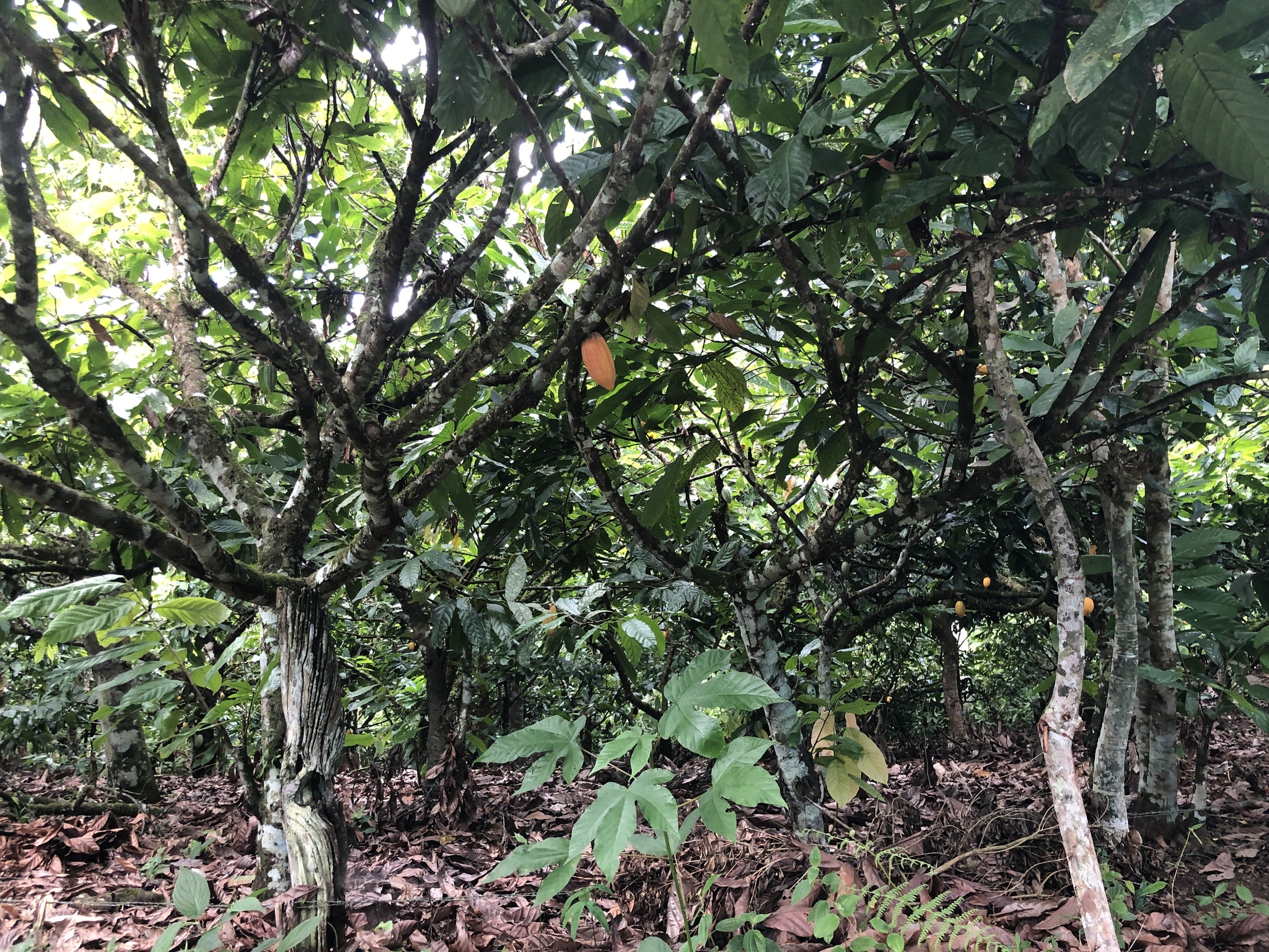 Theobroma cacao