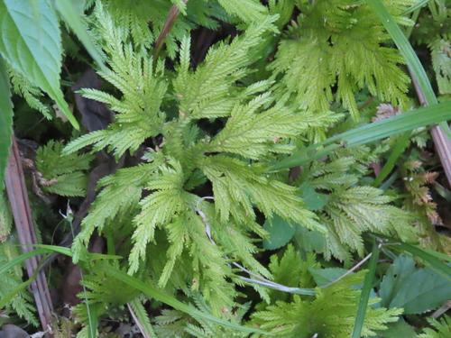 False fir moss (Selaginella arthritica)