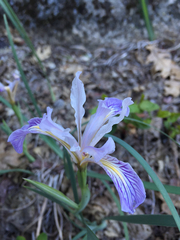 Iris hartwegii