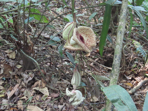 Aristolochia grandiflora, photograph 1