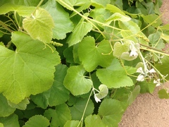Vitis californica