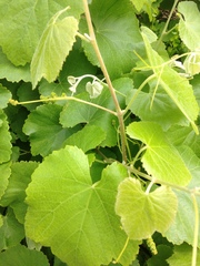 Vitis californica