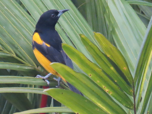 Black-cowled Oriole (Icterus prosthemelas), photo 8