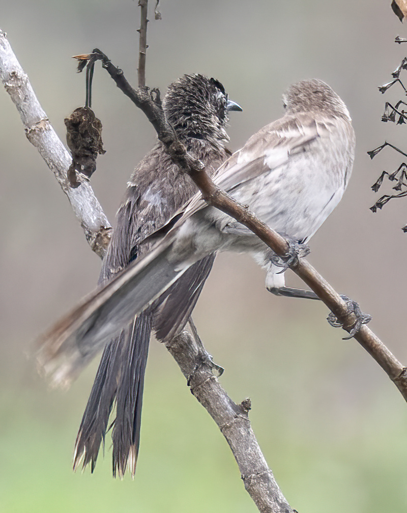 Mimus longicaudatus image