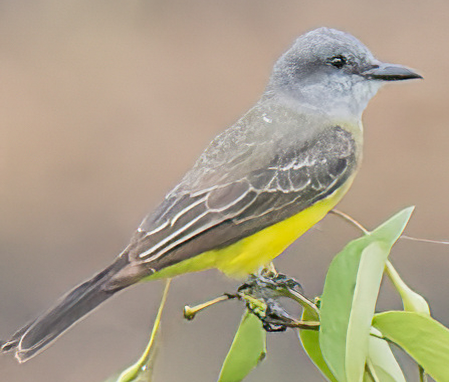 Tyrannus melancholicus image