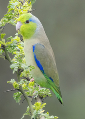 Pacific Parrotlet photo 2