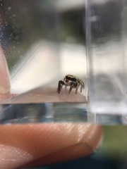 Habronattus cuspidatus