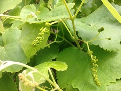 Vitis californica