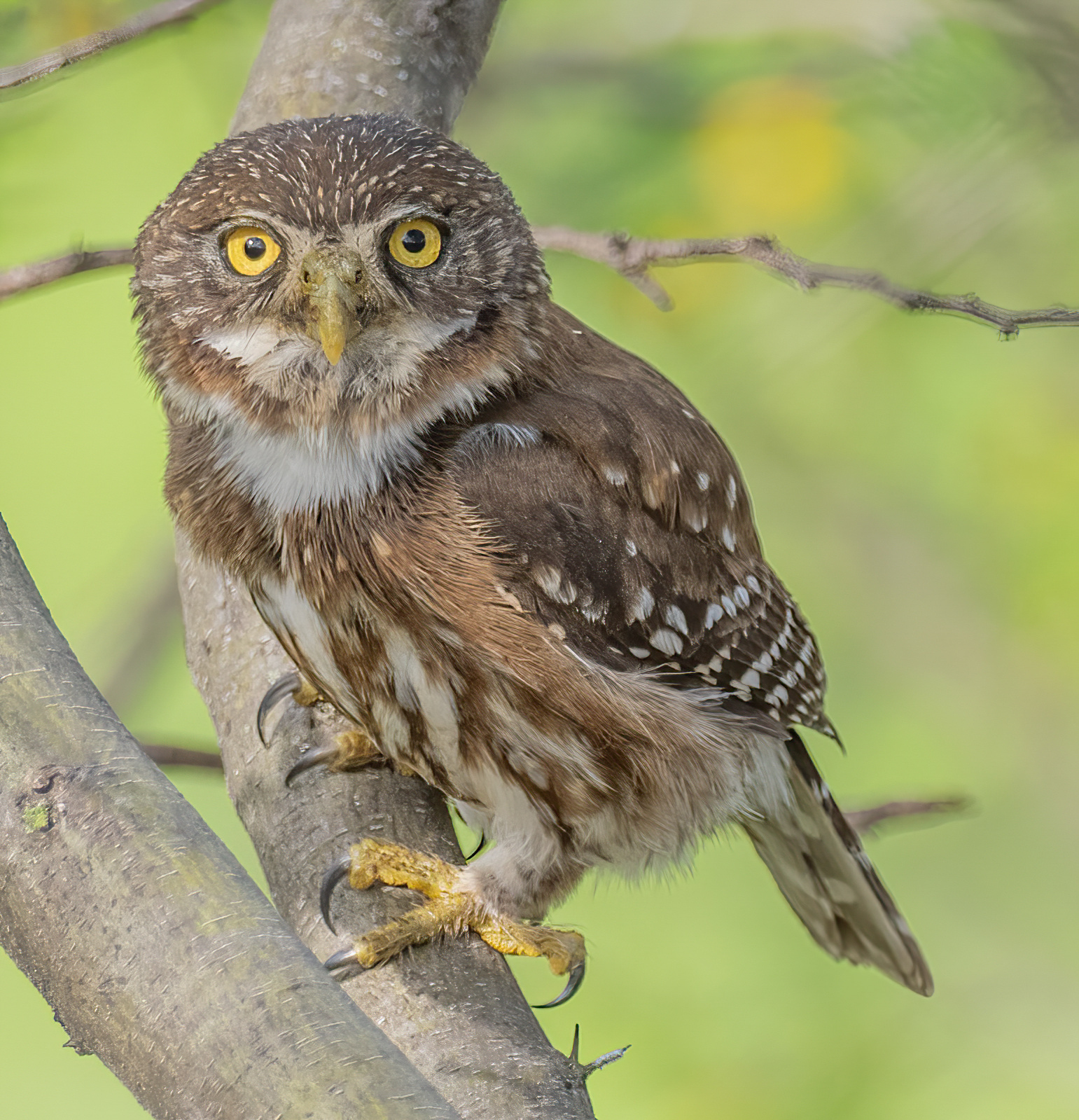 Glaucidium peruanum image