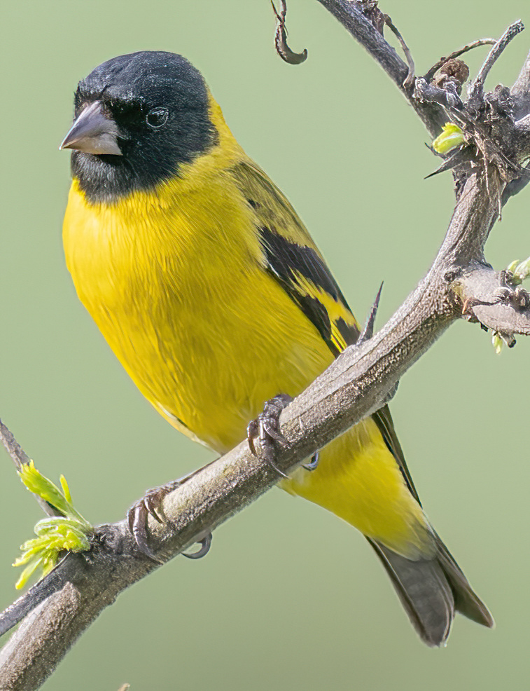 Spinus magellanicus image