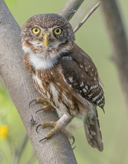 Peruvian Pygmy-Owl photo 2