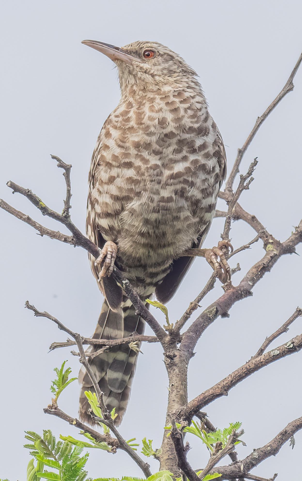 Campylorhynchus fasciatus image