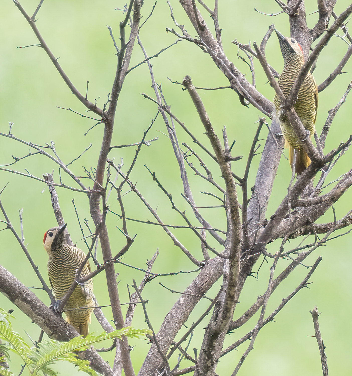 Colaptes rubiginosus image