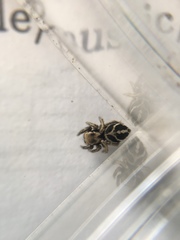 Habronattus cuspidatus