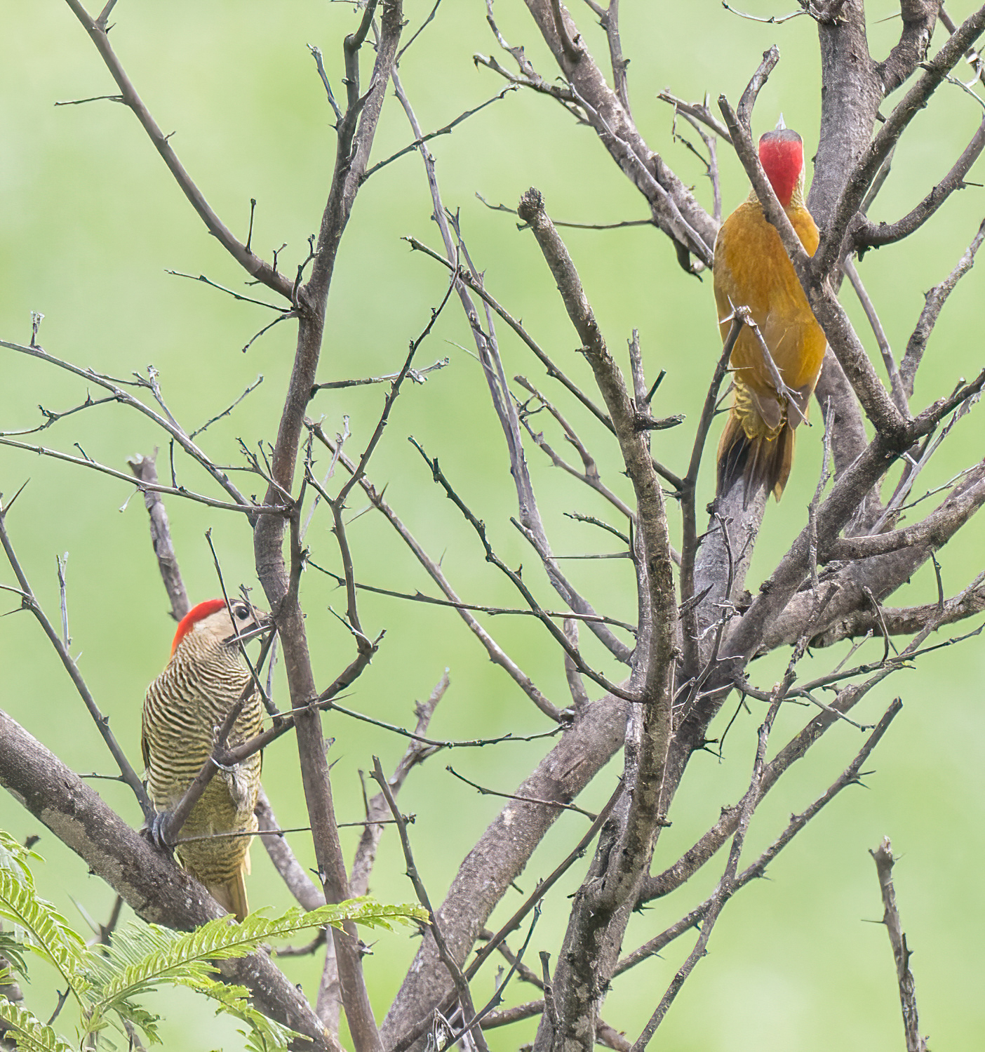 Picidae image