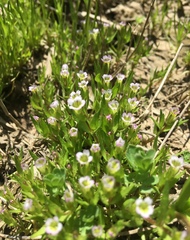 Gratiola ebracteata