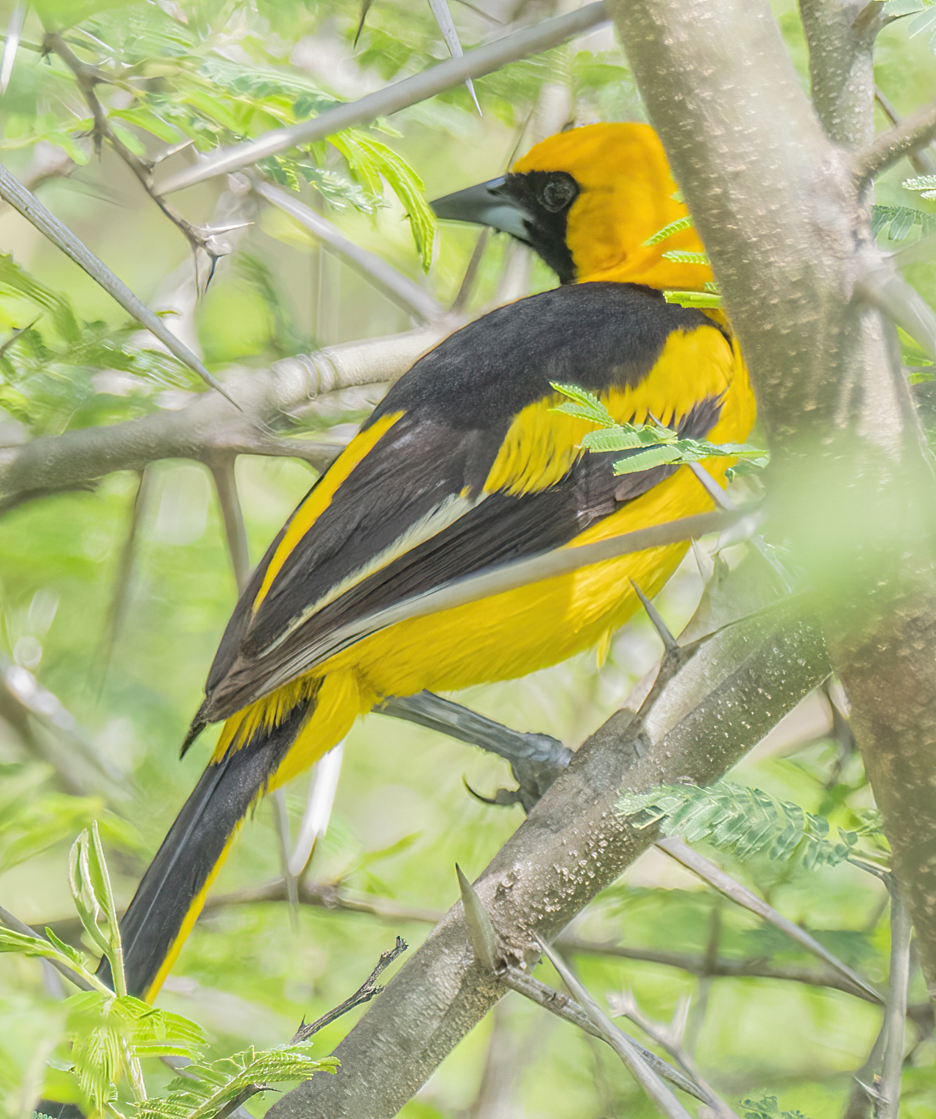 Icterus mesomelas image