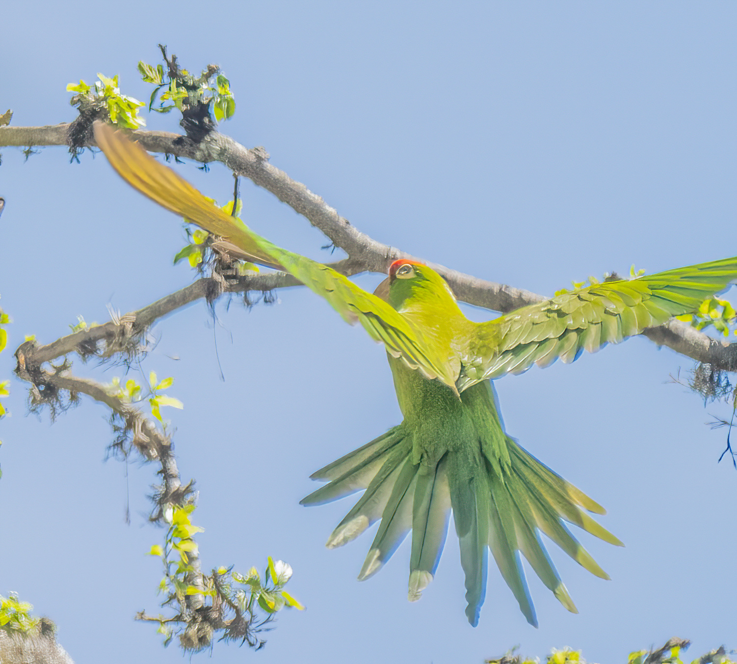 Aratinga wagleri image