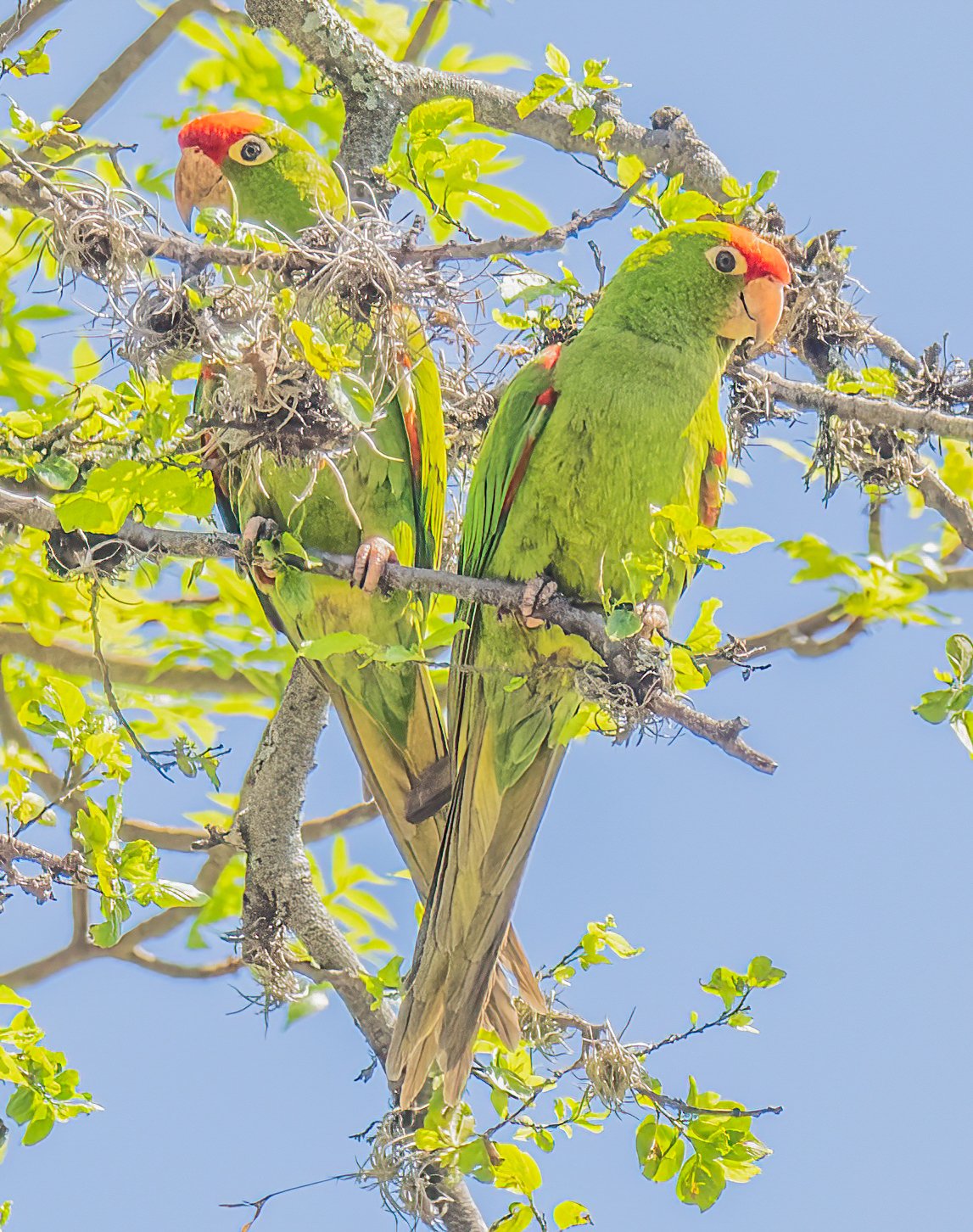 Aratinga wagleri image