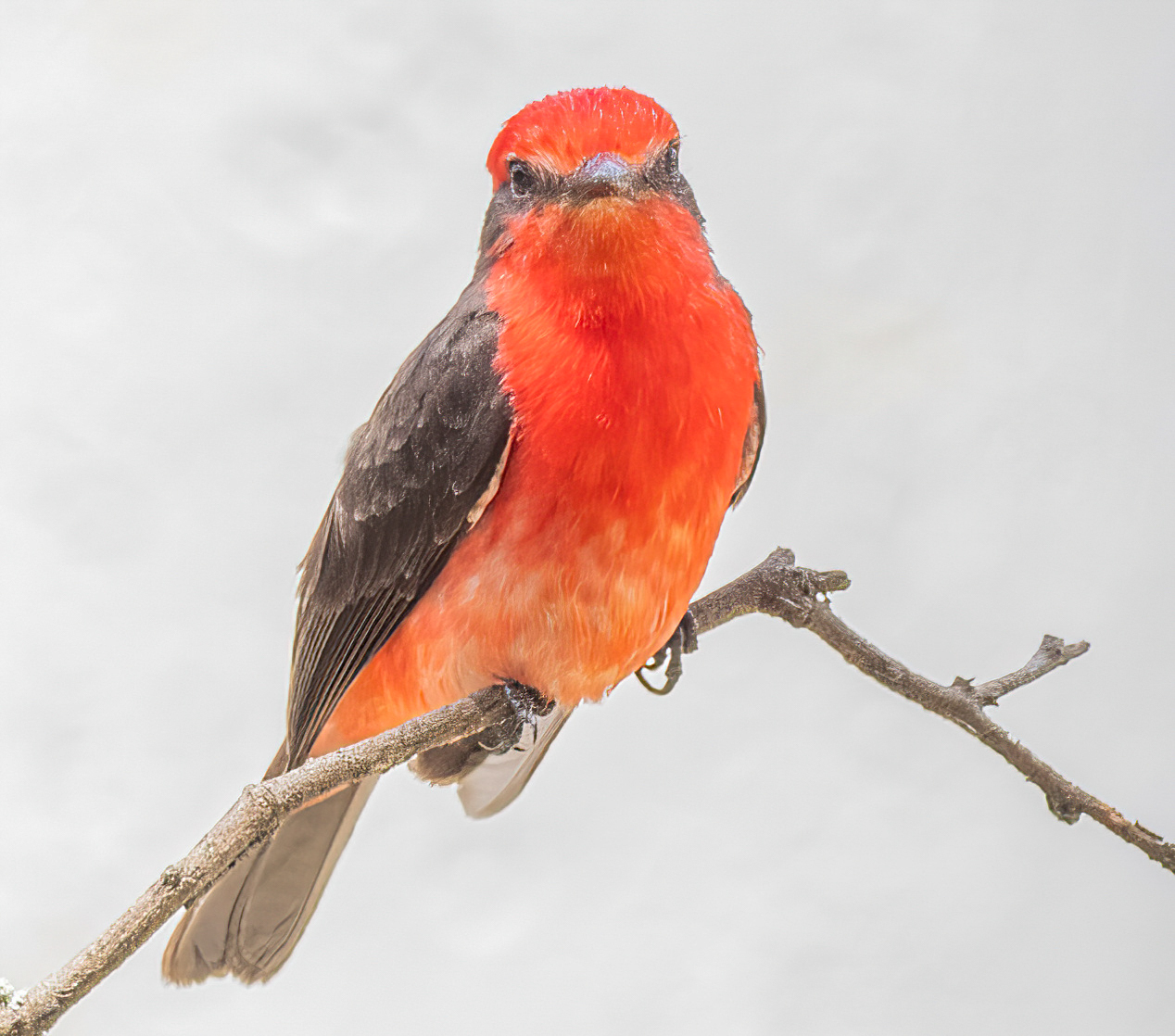 Pyrocephalus rubinus image