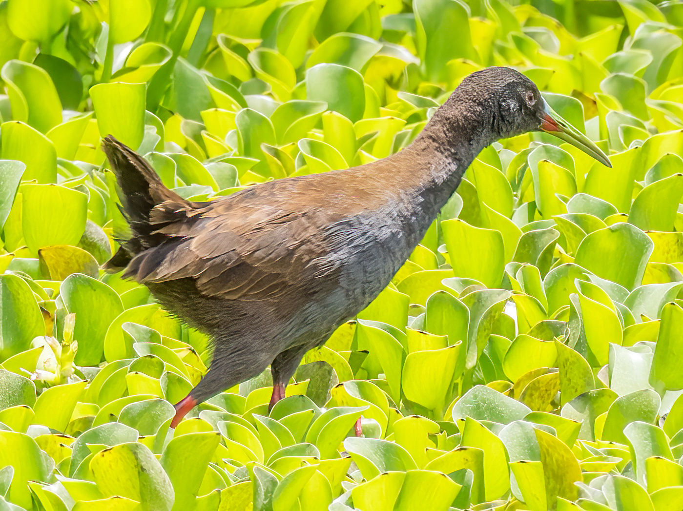 Pardirallus sanguinolentus image