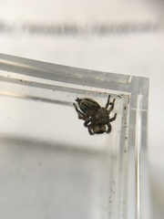 Habronattus cuspidatus