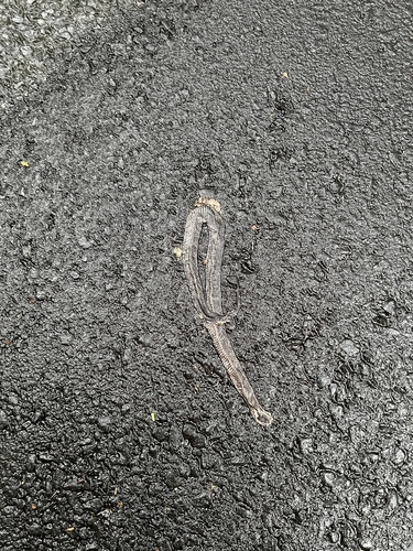 Golden-crowned Snake sighting