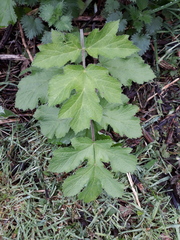 Heracleum sphondylium