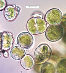 Apatococcus lobatus