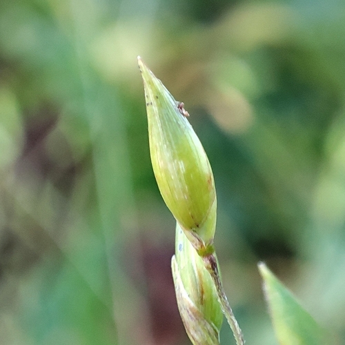 Panicum exiguum