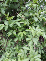 Sambucus nigra