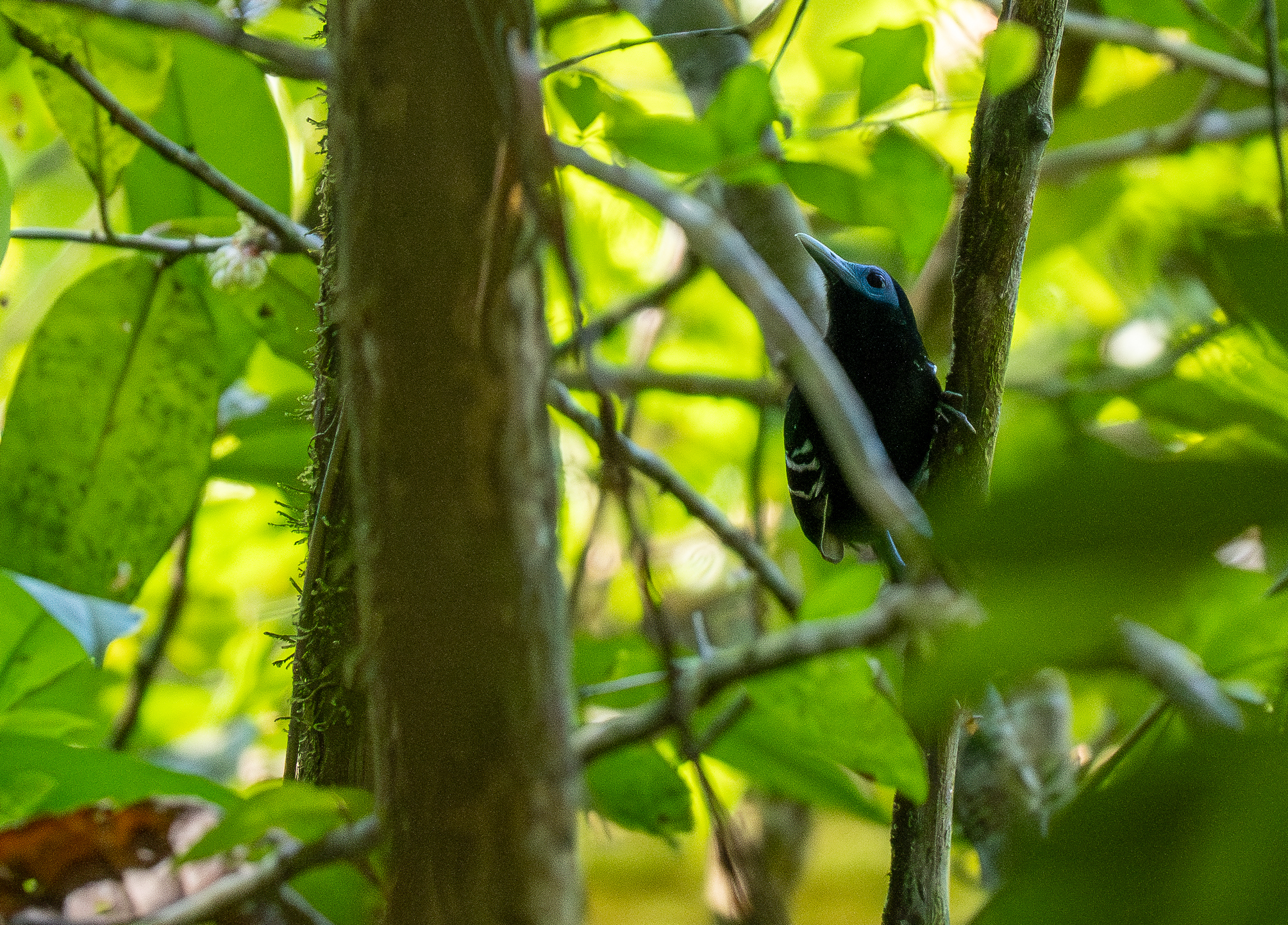 Bare-crowned Antbird (Gymnocichla nudiceps), photo 10