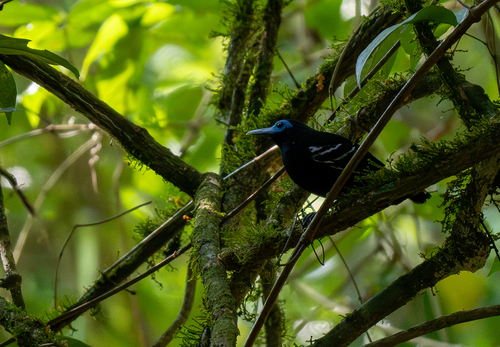 Bare-crowned Antbird (Gymnocichla nudiceps), photo 10
