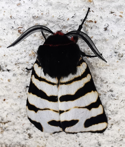 Arctia festiva
